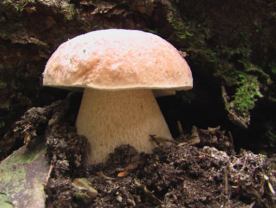 hríb smrekový Boletus edulis Bull.