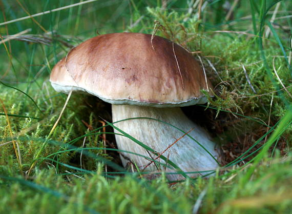 hríb smrekový Boletus edulis Bull.