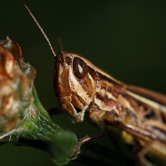 koník ružovokrídly Calliptamus italicus