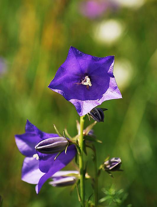 zvonček broskyňolistý Campanula persicifolia L.