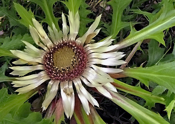 krasovlas bezbyľový Carlina acaulis subsp. acaulis L.