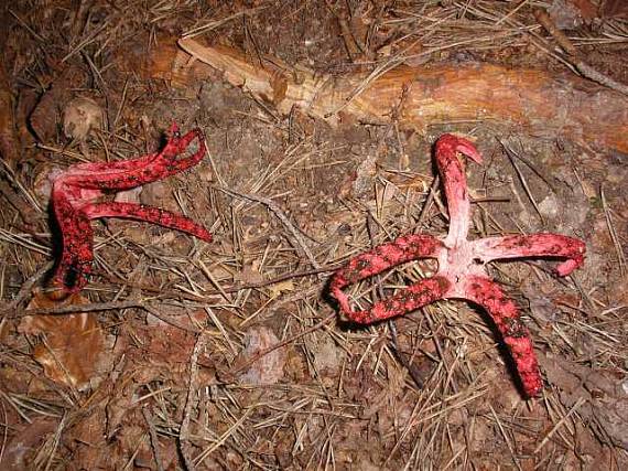 mrežovka kvetovitá Clathrus archeri (Berk.) Dring