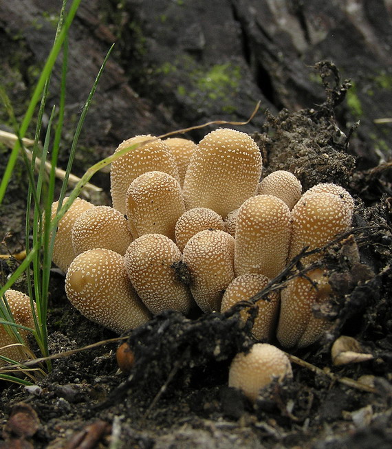 hnojník ligotavý Coprinellus micaceus (Bull.) Vilgalys, Hopple & Jacq. Johnson