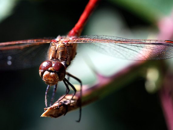 vážka červená Crocothemis erythraea