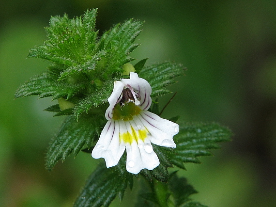 očianka rostkovova Euphrasia rostkoviana Hayne