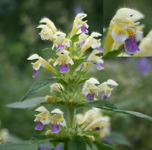 konopnica úhľadná - konopnice sličná  Galeopsis speciosa Mill.