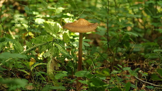 sliznačka koreňujúca Hymenopellis radicata (Relhan) R.H. Petersen