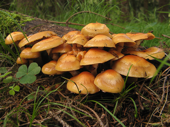 šupinačka menlivá Kuehneromyces mutabilis (Schaeff.) Singer & A.H. Sm.