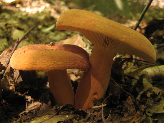 rýdzik surovičkový Lactarius cf. volemus (Fr.) Fr.