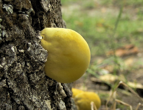 sírovec obyčajný Laetiporus sulphureus (Bull.) Murrill