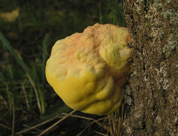 sírovec obyčajný Laetiporus sulphureus (Bull.) Murrill