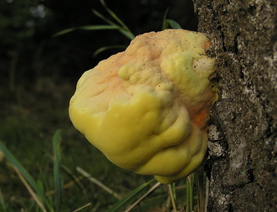 sírovec obyčajný Laetiporus sulphureus (Bull.) Murrill