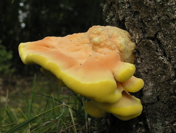 sírovec obyčajný Laetiporus sulphureus (Bull.) Murrill