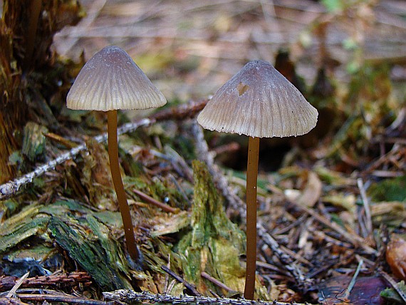 prilbička mliečna Mycena galopus (Pers.) P. Kumm.