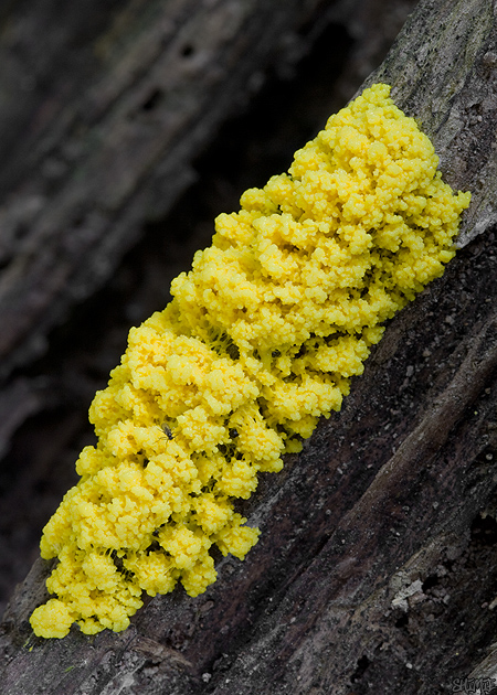 slizovka Myxomycetes