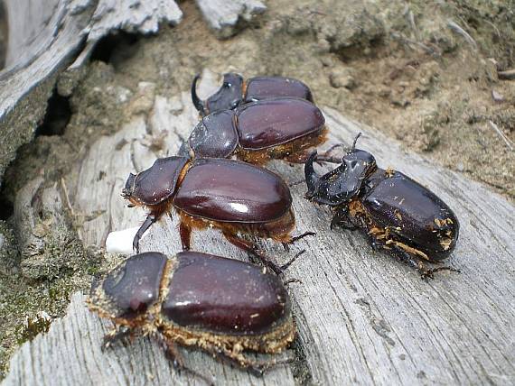 nosorožík kapucínek Oryctes nasicornis