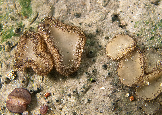 paratrichoféa Paratrichophaea  boudieri