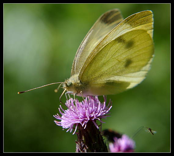 mlynárik repový Pieris rapae