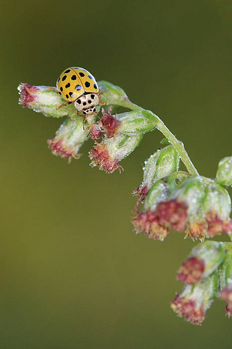 lienka múčnatá Psyllobora vigintiduopunctata