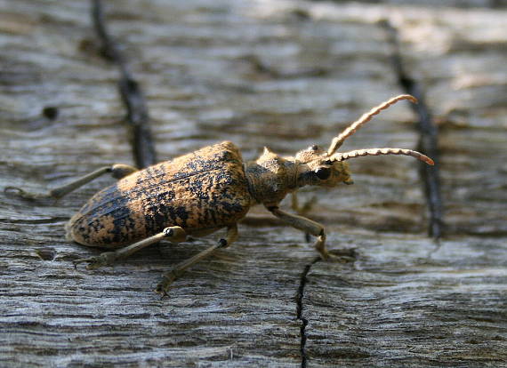 tesařík kousavec Rhagium sycopanta