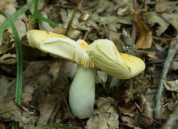 plávka chrómovožltá? Russula claroflava? Grove 1888