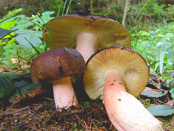 plávka olivová Russula olivacea (Schaeff.) Fr.