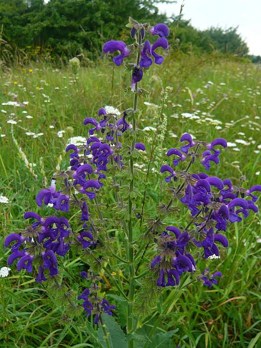 šalvia lúčna Salvia pratensis L.