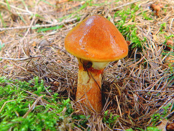 masliak smrekovcový Suillus grevillei (Klotzsch) Singer