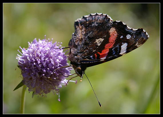 babôčka admirálska Vanessa atalanta