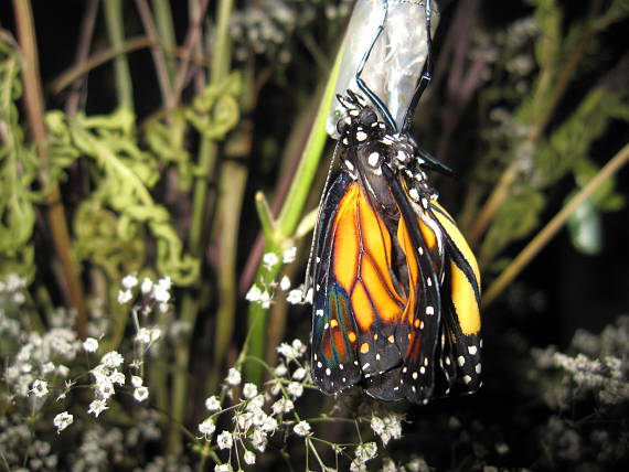 metamorfoza motyla MONARCH 8 danaus plexippus