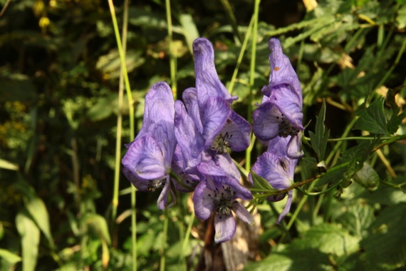 prilbica pestrá Aconitum variegatum L.