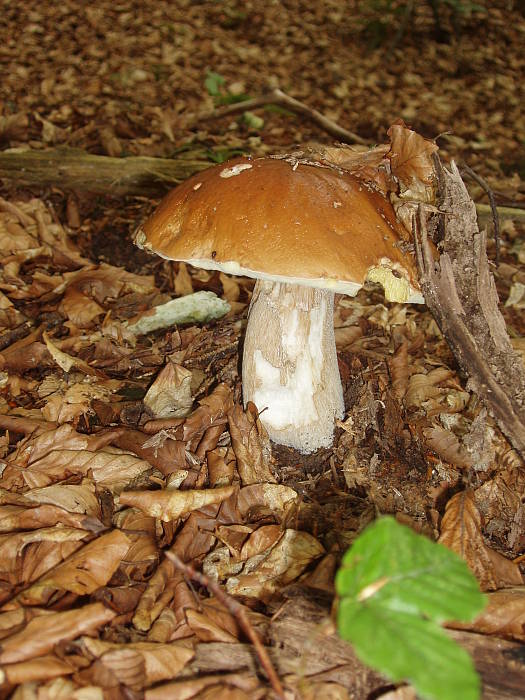 hríb smrekový Boletus edulis Bull.