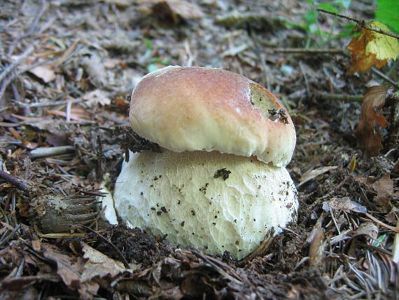 hríb smrekový Boletus edulis Bull.