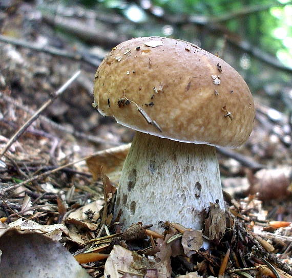 hríb smrekový Boletus edulis Bull.