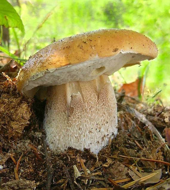 hríb smrekový Boletus edulis Bull.