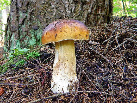 hríb smrekový Boletus edulis Bull.