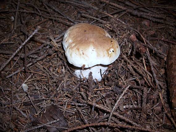 hríb smrekový Boletus edulis Bull.