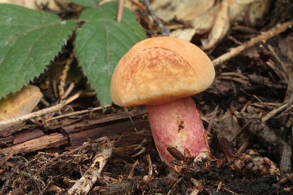 rubínovec obyčajný Chalciporus rubinus (W.G. Sm.) Singer