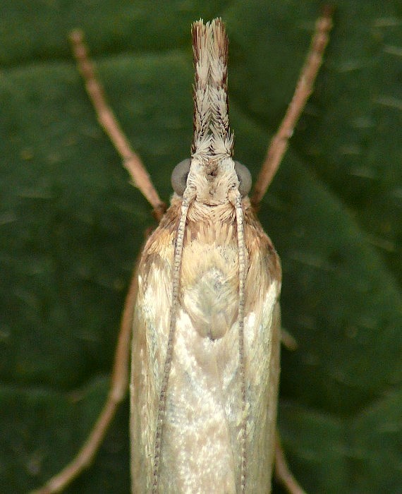 trávovec perleťový Crambus perlella Scopoli, 1763