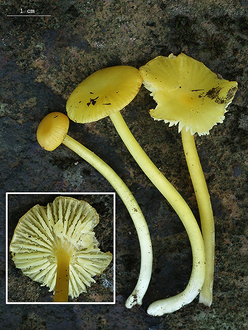 lúčnica Hygrocybe sp.