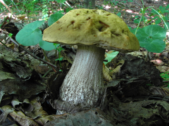 kozák hrabový Leccinum pseudoscabrum (Kallenb.) Šutara