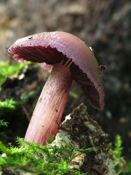 prilbička zúbkovaná Mycena pelianthina (Fr.) Quél.