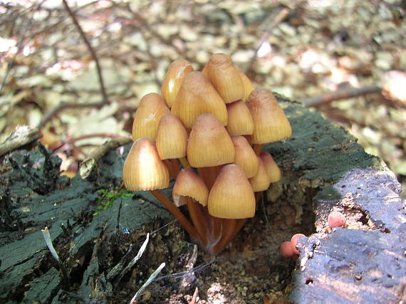 prilbička žltohlúbiková Mycena renati Quél.