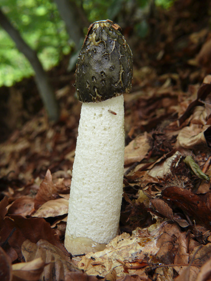 hadovka smradľavá Phallus impudicus L.