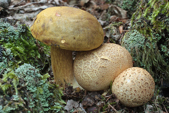 suchohríb cudzopasný Pseudoboletus parasiticus (Bull.) Šutara