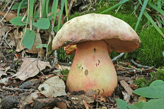 hríb Le Galovej Rubroboletus legaliae (Pilát & Dermek) Della Maggiora & Trassin.