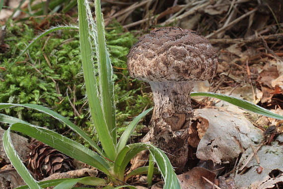 šiškovec šupinatý Strobilomyces strobilaceus (Scop.) Berk.