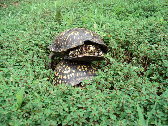 eastern Box Turtle - korytnacky Terrapene carolina carolina