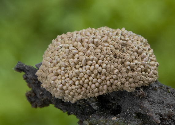 jahodník sasankovitý  Tubifera ferruginosa (Batsch) J.F. Gmel.