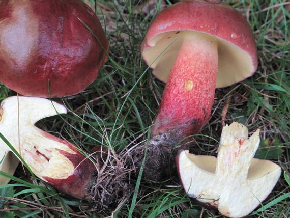 hrib    Boletus bicolor Smotl.